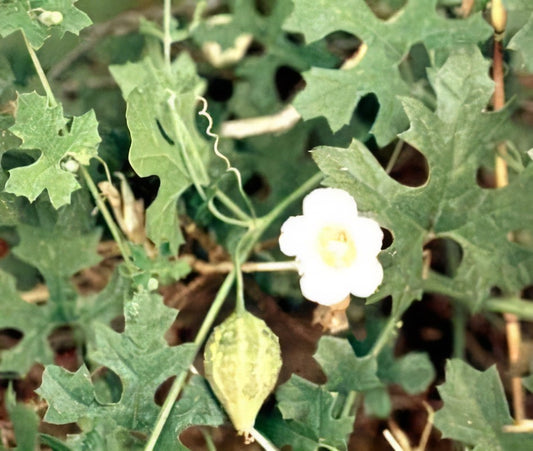 Cacana Orgânica
